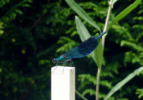 P1020087_2.JPG