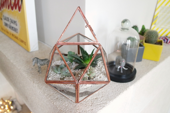 terrarium,kit terrarium,les fleurs de mars