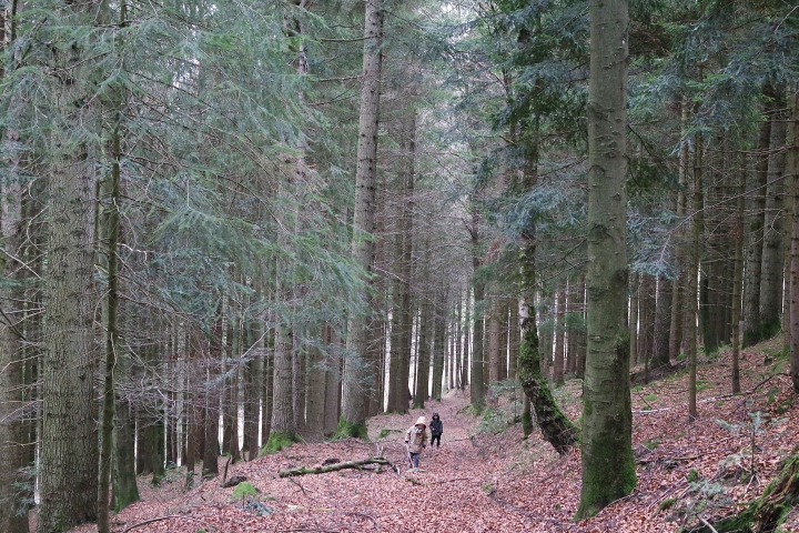 forêt noire 