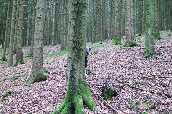 forêt noire 